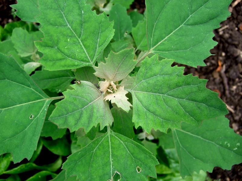 Lambsquarters