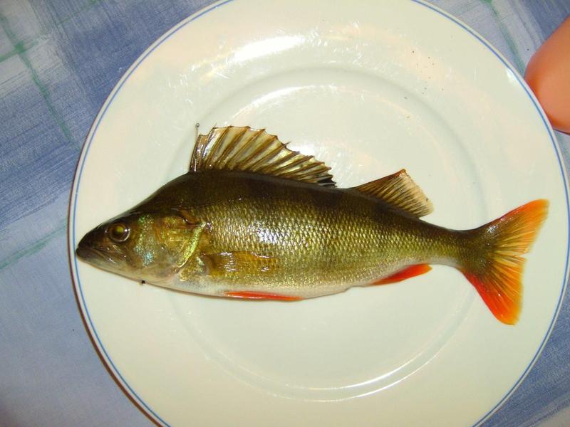 Catch of the day