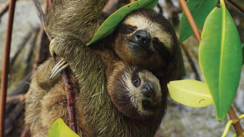 Planet Earth II (reprinted with permission from BBC America)