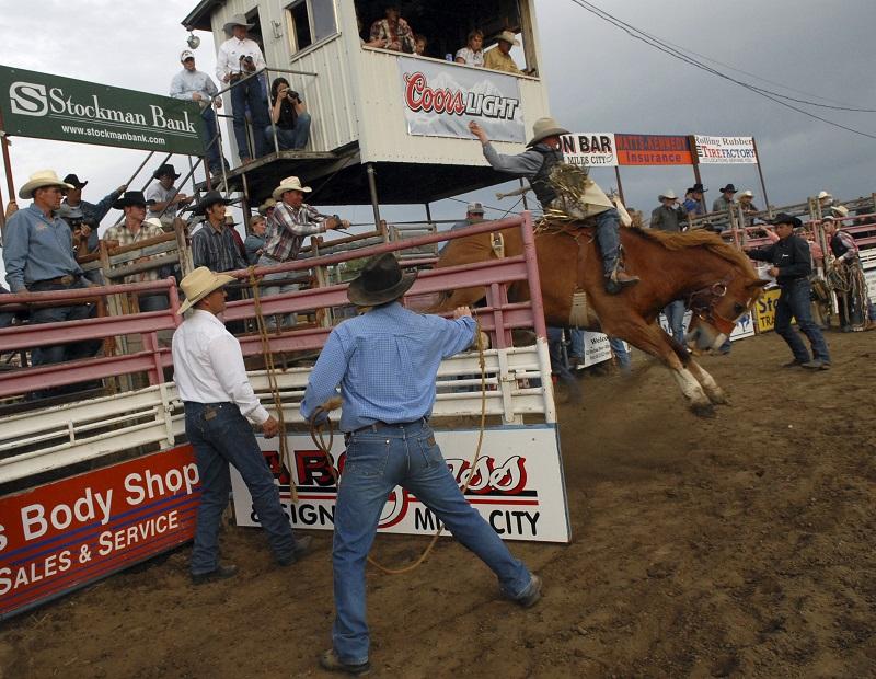 A rider leaves the chute at the Bucking Horse Sale in Miles City, Montana.