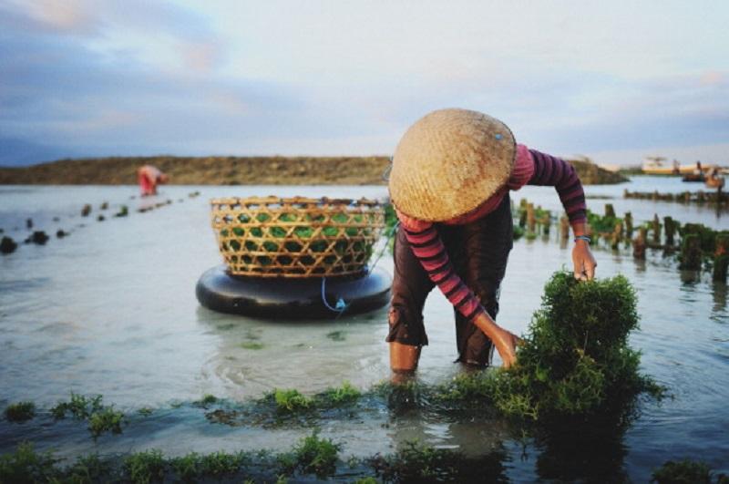 A woman in a straw hat pulls up a rope of seaweed in a tidal seaweed farm on Nusa Lemongan Island where the economy is driven by seaweed production and tourism.