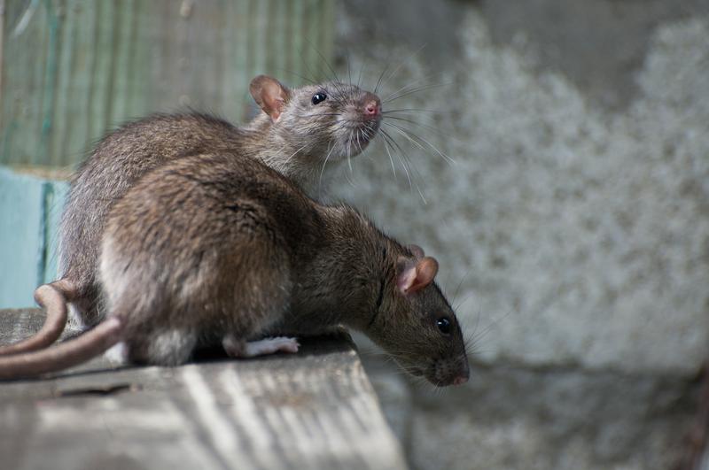 By conducting long-term monitoring studies of rats in New York, Dr. Munshi-South is uncovering new findings in the field of urban landscape genetics