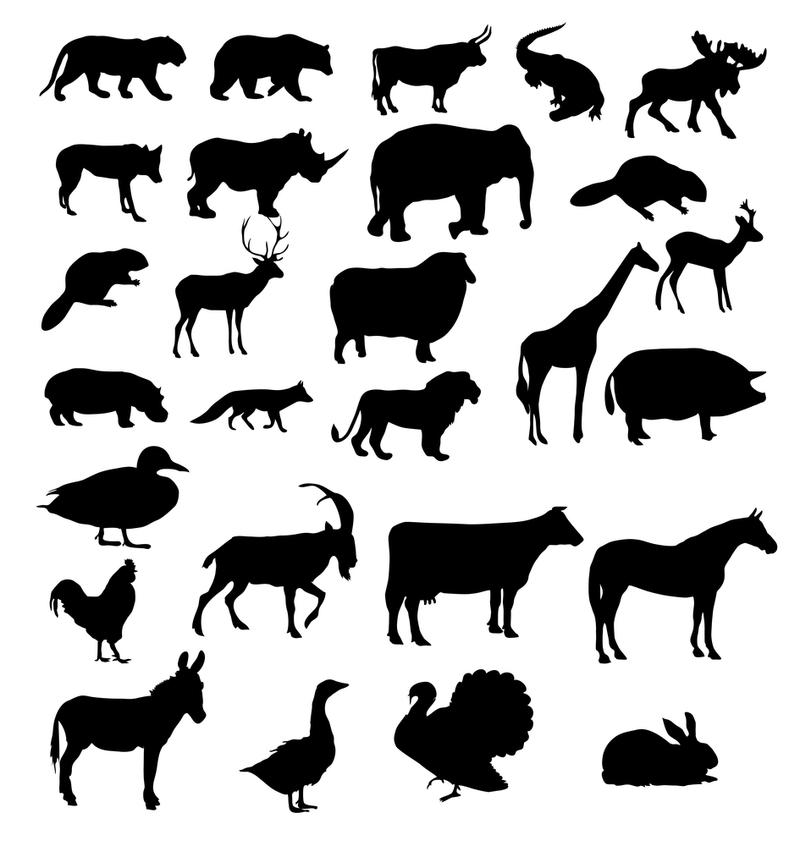 Beasts of the field; birds of the air