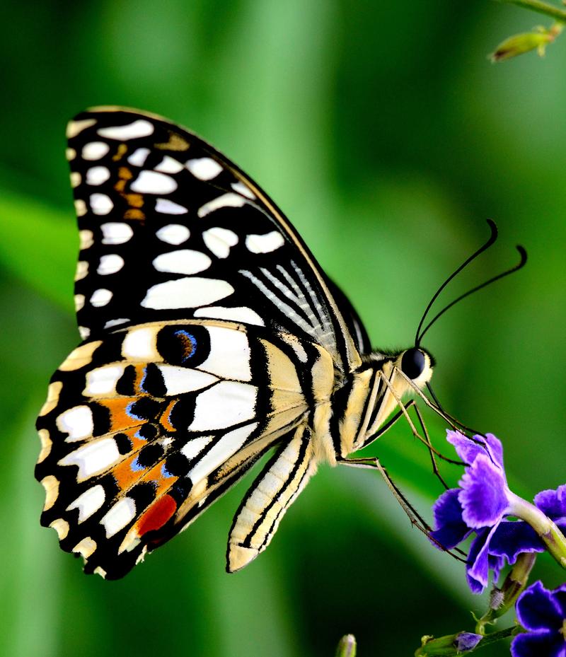 Butterflies are free