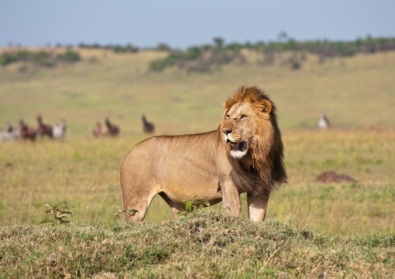 Male lion in Kenya