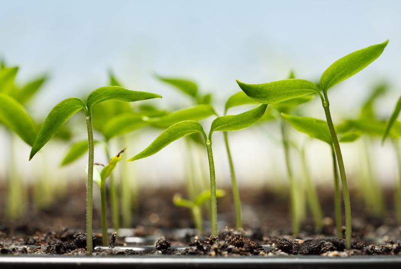 Seedlings