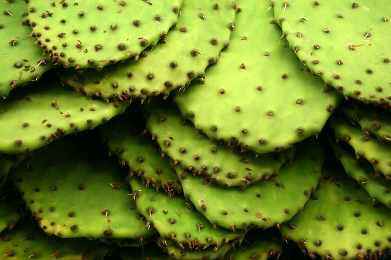 Nopales