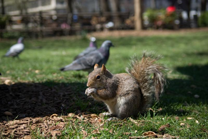 Gray squirrel in Union Square