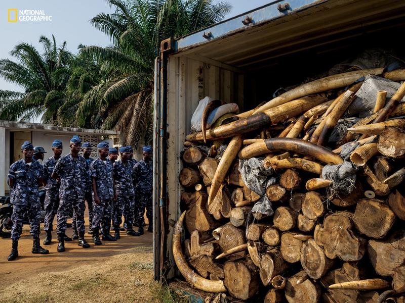 In January 2014, while x-raying a Vietnam-bound container declared to hold cashews, Togolese port authorities saw something strange: ivory. Eventually, more than four tons was found.