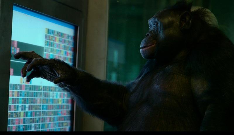A bonobo named Kanzi, as seen in the "Unlocking the Cage," a film by Chris Hegedus and DA Pennebaker.