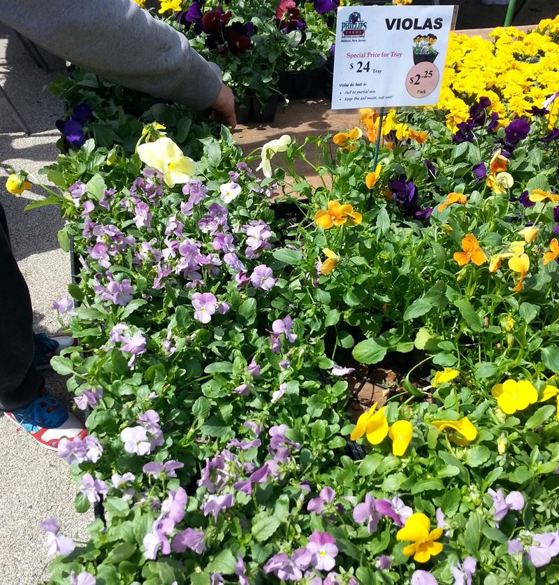 Violas at the Grand Army Plaza farmers market