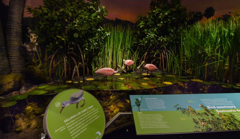 Zapata_wetlands_DFAmerican_Museum_of_Natural_History