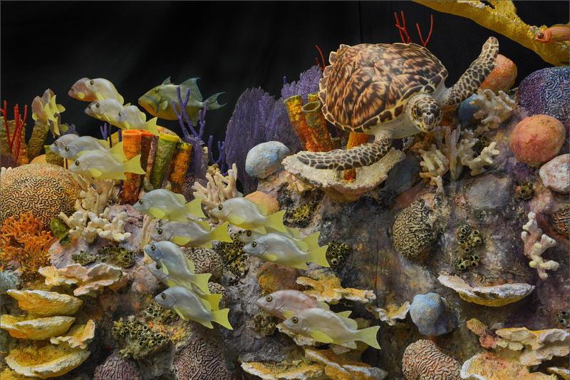 american_museum_of_natural_history, cuba