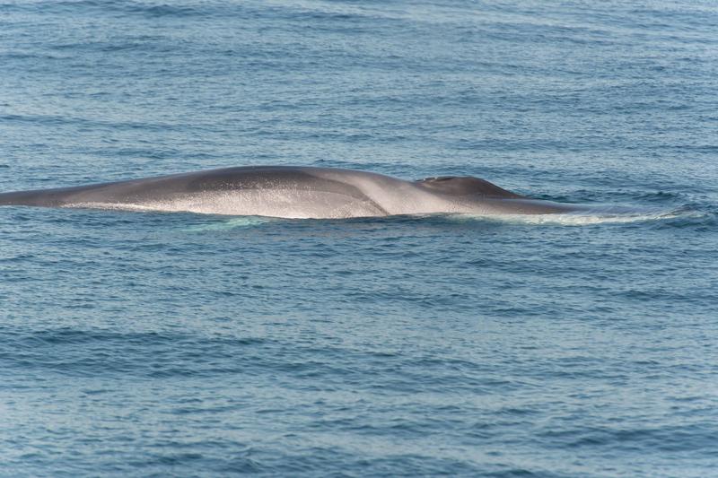 Fin whales have been detected in the New York Bight