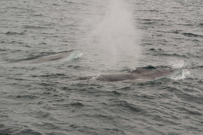 Fin whales have been detected in the New York Bight