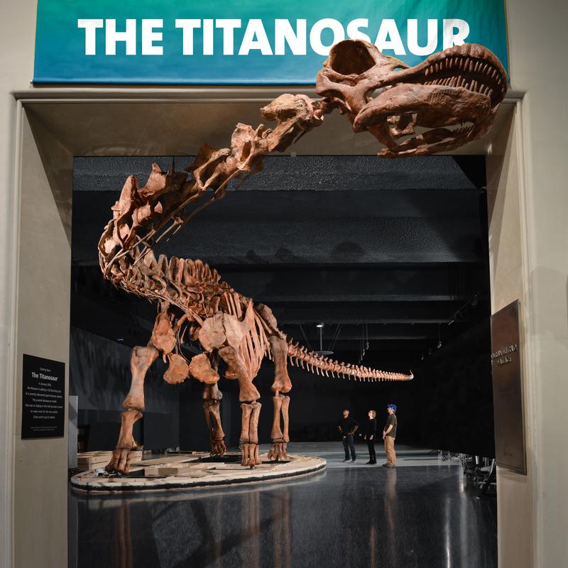 The Planet's Largest Dinosaur is Getting a Second Life | The Takeaway |  WNYC Studios